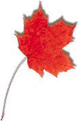 Canadian Maple Leaf